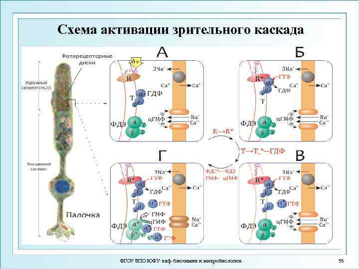 Схема активации зрительного каскада ФГОУ ВПО ЮФУ каф. биохимии и микробиологии 55 