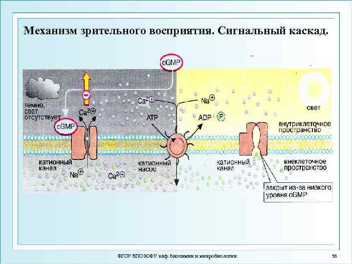 Процессы мембраны