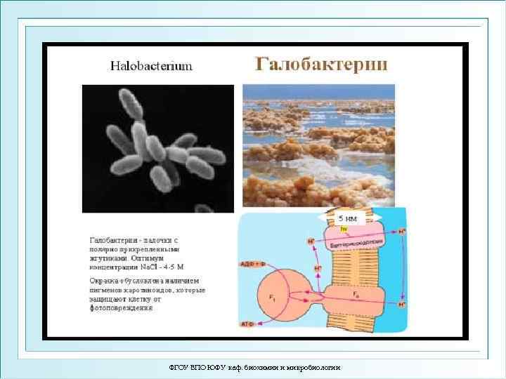 ФГОУ ВПО ЮФУ каф. биохимии и микробиологии 