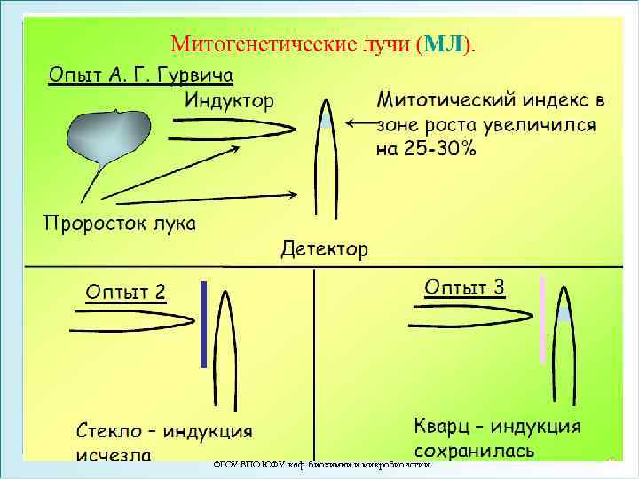 ФГОУ ВПО ЮФУ каф. биохимии и микробиологии 