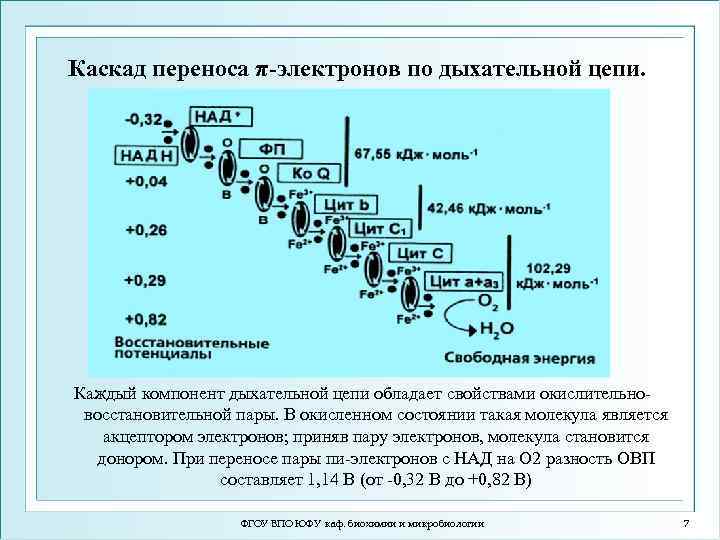 Каскад переноса π-электронов по дыхательной цепи. Каждый компонент дыхательной цепи обладает свойствами окислительновосстановительной пары.