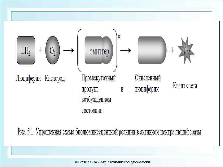 ФГОУ ВПО ЮФУ каф. биохимии и микробиологии 