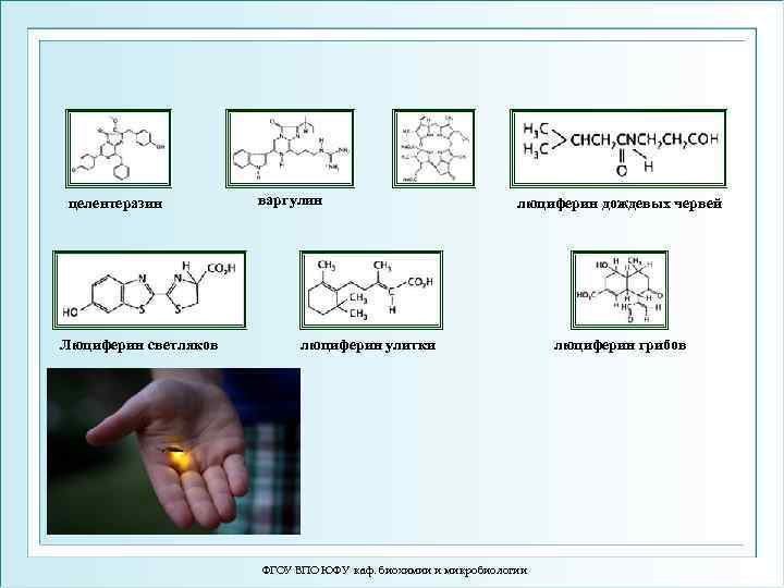 целентеразин Люциферин светляков варгулин люциферин дождевых червей люциферин улитки ФГОУ ВПО ЮФУ каф. биохимии