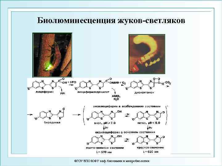 Биолюминесценция жуков-светляков ФГОУ ВПО ЮФУ каф. биохимии и микробиологии 