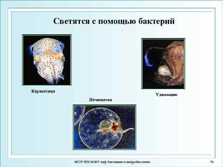 Светятся с помощью бактерий Каракатица Удильщик Ночесветка ФГОУ ВПО ЮФУ каф. биохимии и микробиологии