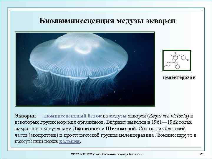 Биолюминесценция медузы эквореи целентеразин Экворин — люминесцентный белок из медузы эквореи (Aequorea victoria) и