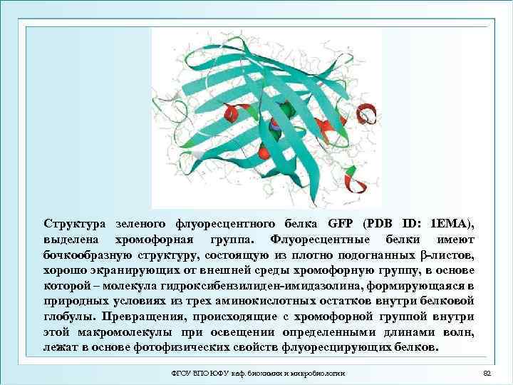 Структура зеленого флуоресцентного белка GFP (PDB ID: 1 EMA), выделена хромофорная группа. Флуоресцентные белки