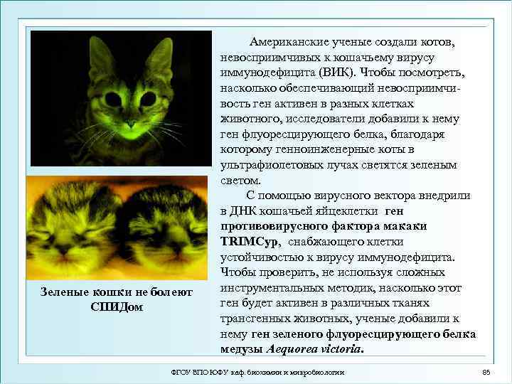 Зеленые кошки не болеют СПИДом Американские ученые создали котов, невосприимчивых к кошачьему вирусу иммунодефицита
