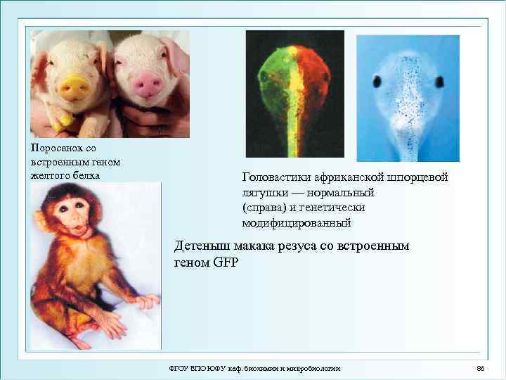 Поросенок со встроенным геном желтого белка Головастики африканской шпорцевой лягушки — нормальный (справа) и