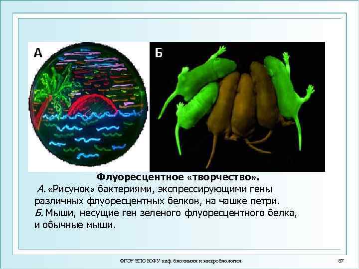Флуоресцентное «творчество» . А. «Рисунок» бактериями, экспрессирующими гены различных флуоресцентных белков, на чашке петри.