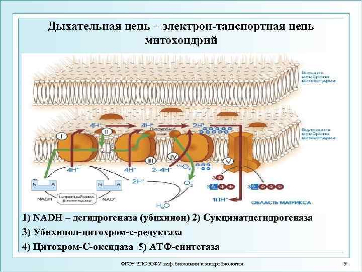 Дыхательная цепь – электрон-танспортная цепь митохондрий 1) NADH – дегидрогеназа (убихинон) 2) Сукцинатдегидрогеназа 3)