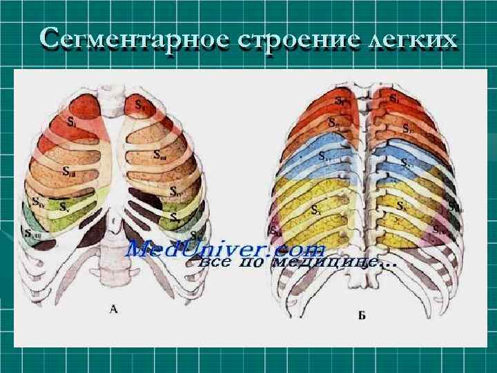 Сегментарное строение легких 