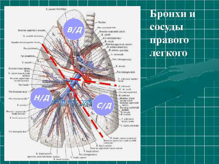 Бронхи и сосуды правого легкого В/Д Н/Д С/Д 