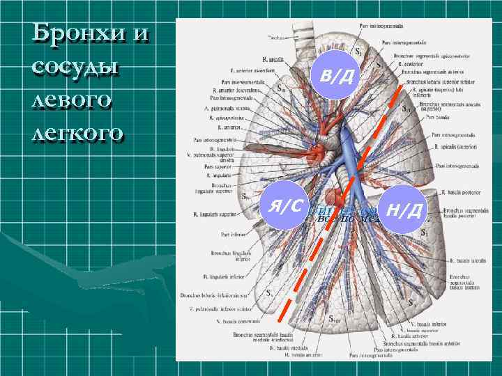 Бронхи и сосуды левого легкого В/Д Я/С Н/Д 