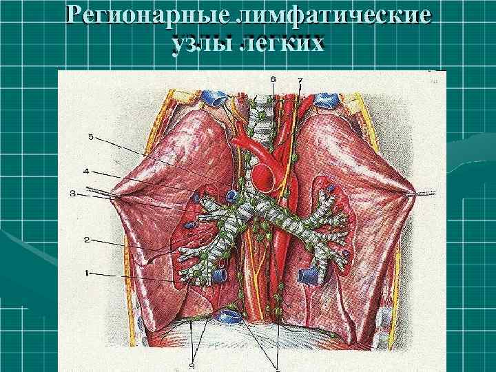 Регионарные лимфатические узлы легких 