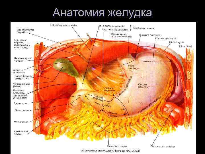 Анатомия желудка 