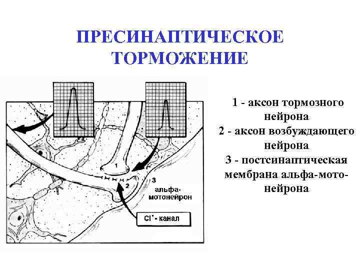 ПРЕСИНАПТИЧЕСКОЕ ТОРМОЖЕНИЕ 1 - аксон тормозного нейрона 2 - аксон возбуждающего нейрона 3 -