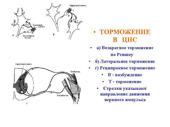  • ТОРМОЖЕНИЕ В ЦНС • а) Возвратное торможение по Реншоу • б) Латеральное