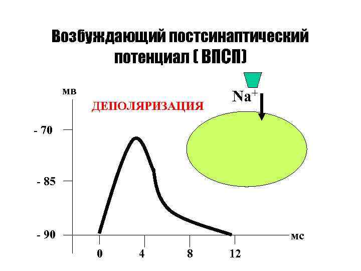Возбуждающий постсинаптический потенциал ( ВПСП) мв ДЕПОЛЯРИЗАЦИЯ Na+ - 70 - 85 - 90