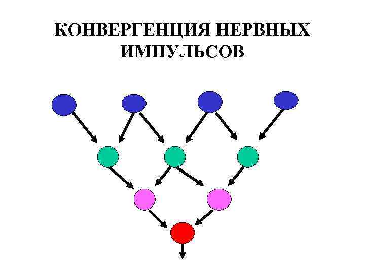 КОНВЕРГЕНЦИЯ НЕРВНЫХ ИМПУЛЬСОВ 