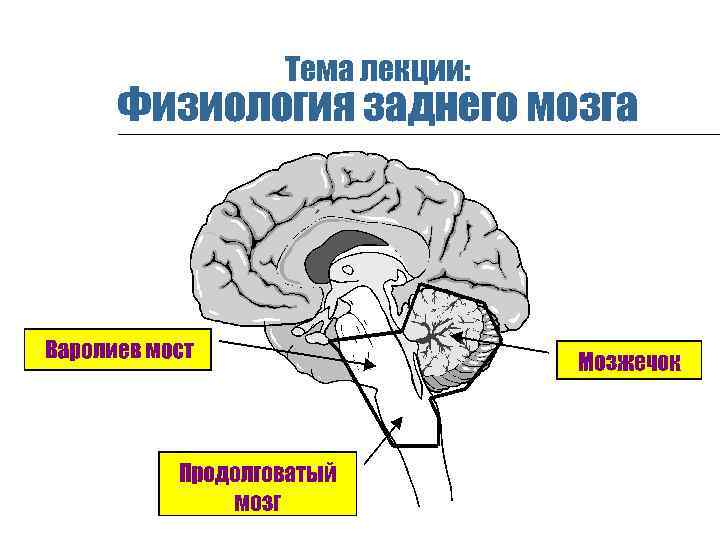 Тема лекции: Физиология заднего мозга 