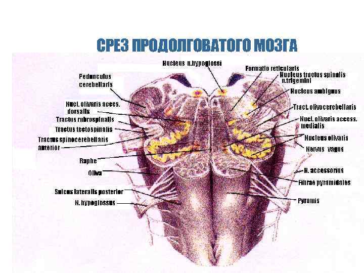 СРЕЗ ПРОДОЛГОВАТОГО МОЗГА 