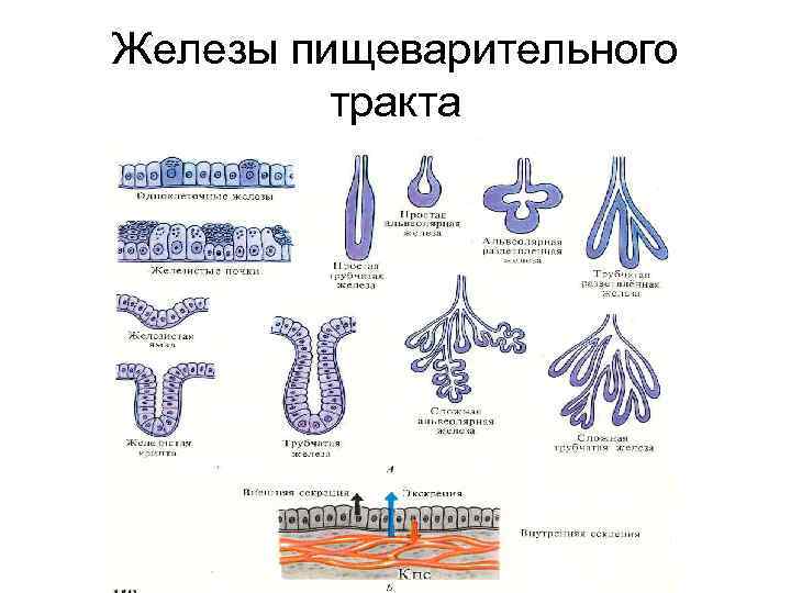 Железы пищеварительного тракта 