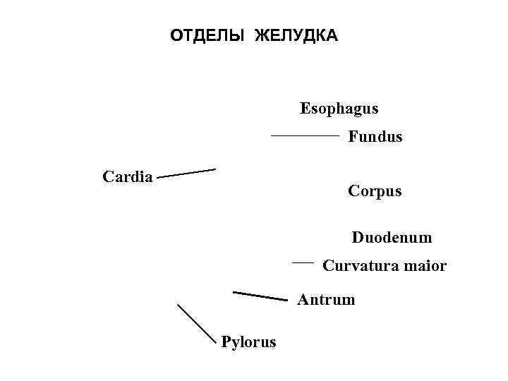 ОТДЕЛЫ ЖЕЛУДКА Esophagus Fundus Cardia Corpus Duodenum Curvatura maior Antrum Pylorus 