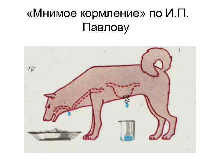  «Мнимое кормление» по И. П. Павлову 