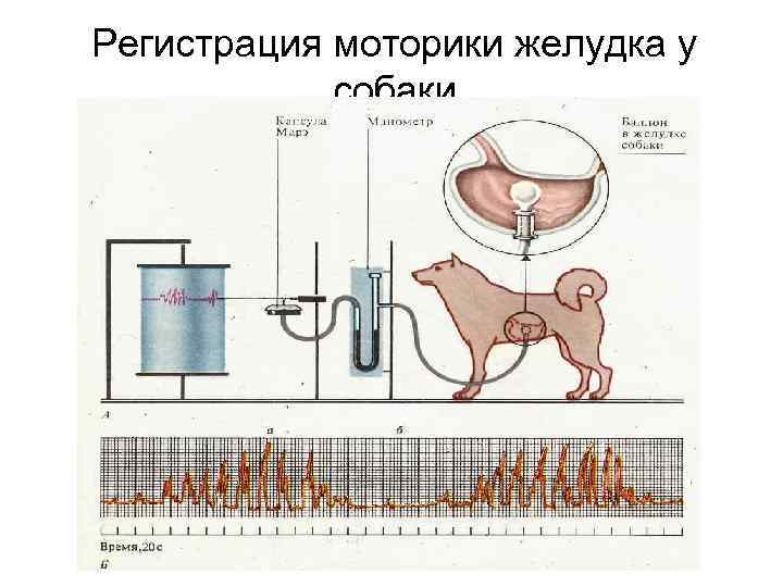 Регистрация моторики желудка у собаки 