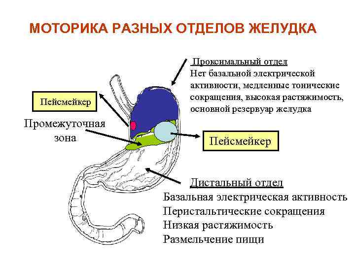 МОТОРИКА РАЗНЫХ ОТДЕЛОВ ЖЕЛУДКА Пейсмейкер Промежуточная зона Проксимальный отдел Нет базальной электрической активности, медленные