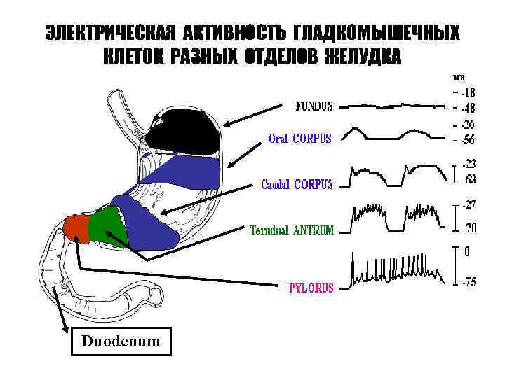 ЭЛЕКТРИЧЕСКАЯ АКТИВНОСТЬ ГЛАДКОМЫШЕЧНЫХ КЛЕТОК РАЗНЫХ ОТДЕЛОВ ЖЕЛУДКА Duodenum 
