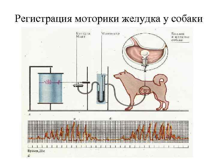 Регистрация моторики желудка у собаки 