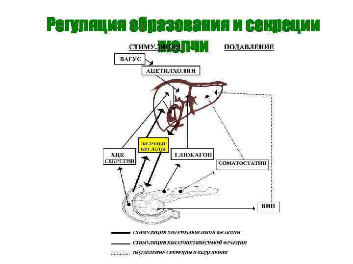 Регуляция образования и секреции желчи 