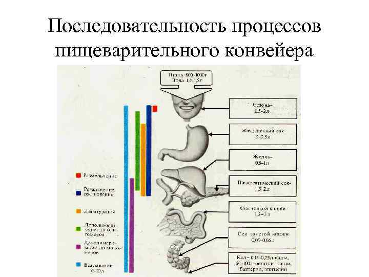 Последовательность процессов пищеварительного конвейера 