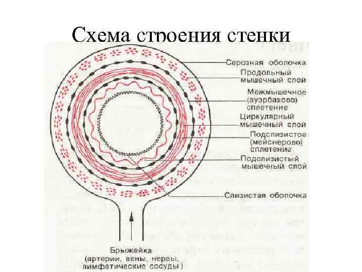 Схема строения стенки кишечника 
