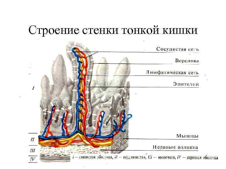 Строение стенки тонкой кишки с 