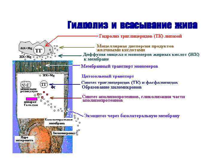 Гидролиз и всасывание жира 