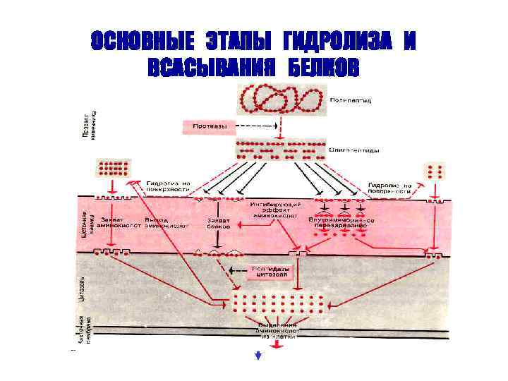 ОСНОВНЫЕ ЭТАПЫ ГИДРОЛИЗА И ВСАСЫВАНИЯ БЕЛКОВ 