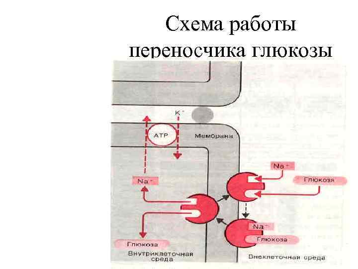 Схема работы переносчика глюкозы 
