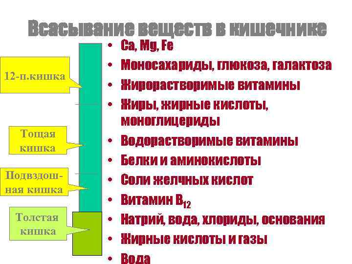 Всасывание веществ в кишечнике 12 -п. кишка Тощая кишка Подвздошная кишка Толстая кишка •