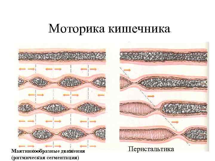 Моторика кишечника Маятникообразные движения (ритмическая сегментация) Перистальтика 