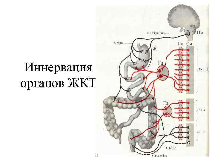 Иннервация органов ЖКТ 