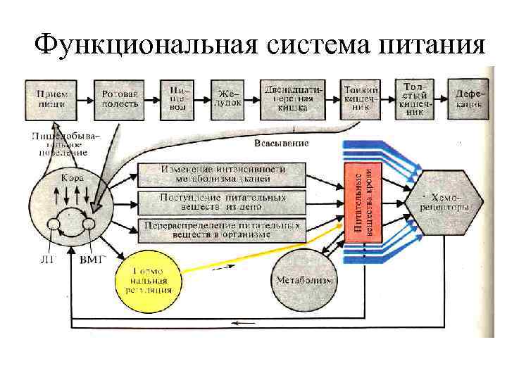 Функциональная система питания 