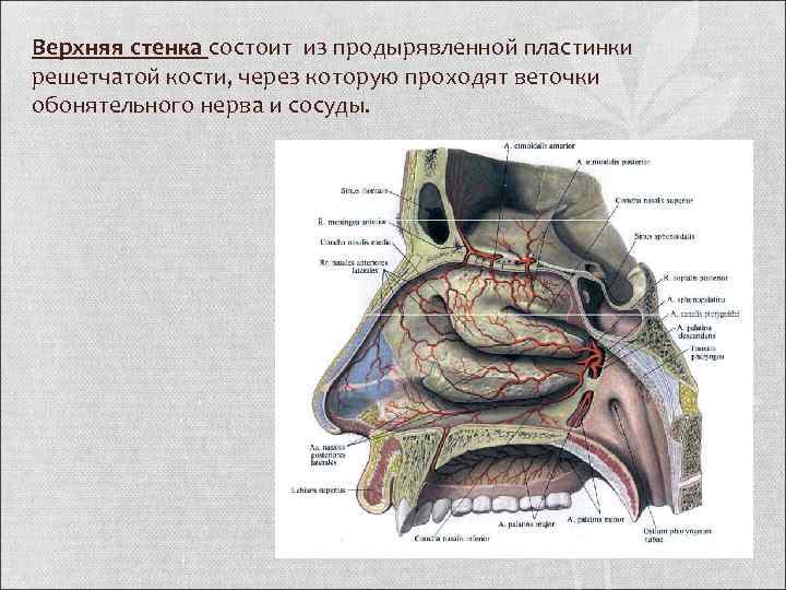 Продырявленная пластинка решетчатой кости