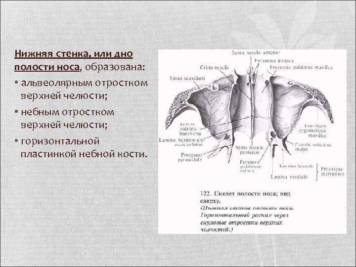 Нижняя стенка. Кости образующие стенки полости носа. Нижняя стенка носовой полости образована. Какие кости образуют верхнюю стенку полости носа:. Латеральная стенка полости носа образована костями.