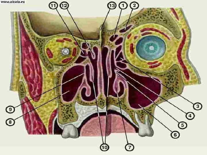 Пазухи носа анатомия картинки