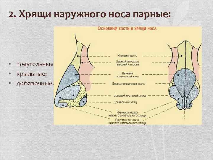 2. Хрящи наружного носа парные: • треугольные; • крыльные; • добавочные. 