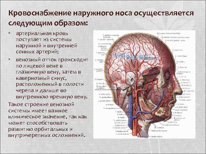 Анатомия носа человека в картинках