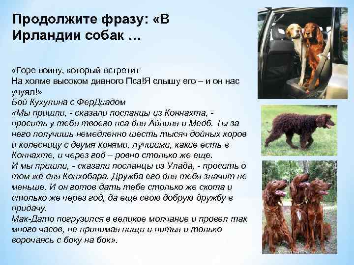 Продолжите фразу: «В Ирландии собак … «Горе воину, который встретит На холме высоком дивного